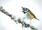 John Scholey_Crested Tit.jpg